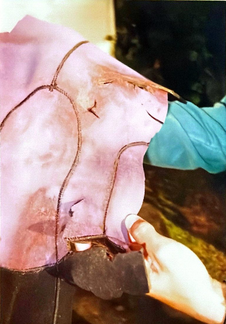 Shark Bite, 1996