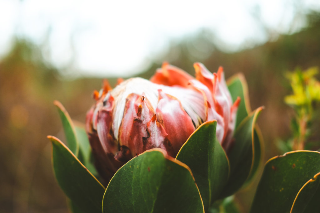 King protea flower in full bloom