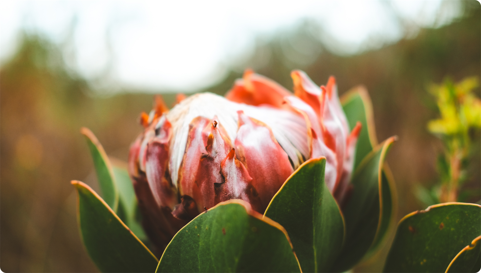 King protea flower in full bloom