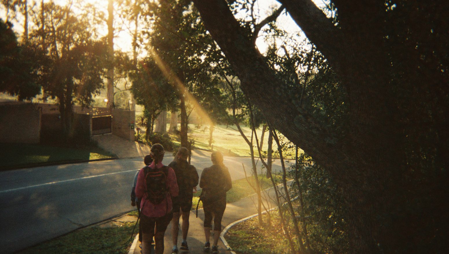 Hikers walking a forest road in golden afternoon light